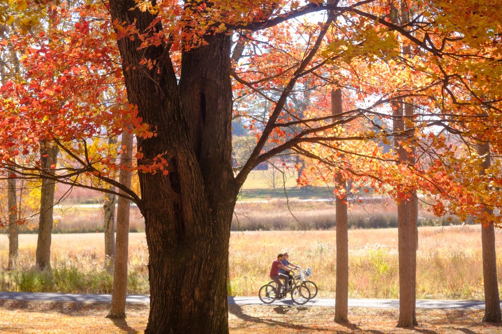 Cyclists riding along a trail through the Meadows at the Storm King Arts Center in the fall, with fall foliage in the background